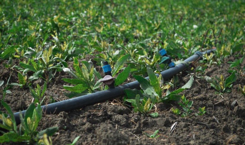 Dynamic Irrigation Setup Enhancing Plant Growth in Farm
